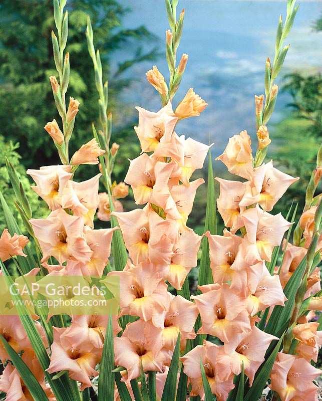 Gladiolus Mezzo Forte (R)