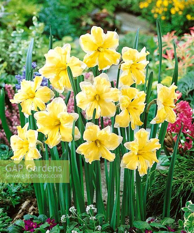 Narcissus Split-Corona Cassata