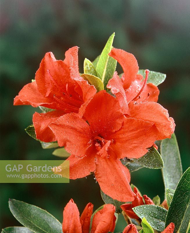 Rhododendron Sunburst
