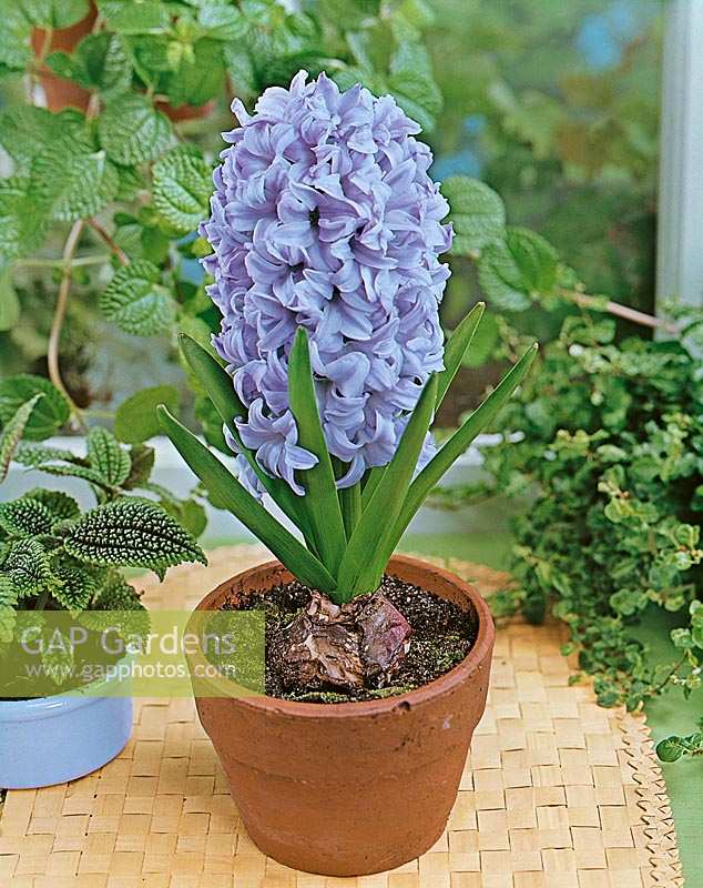 Hyacinthus orientalis Delft Blue