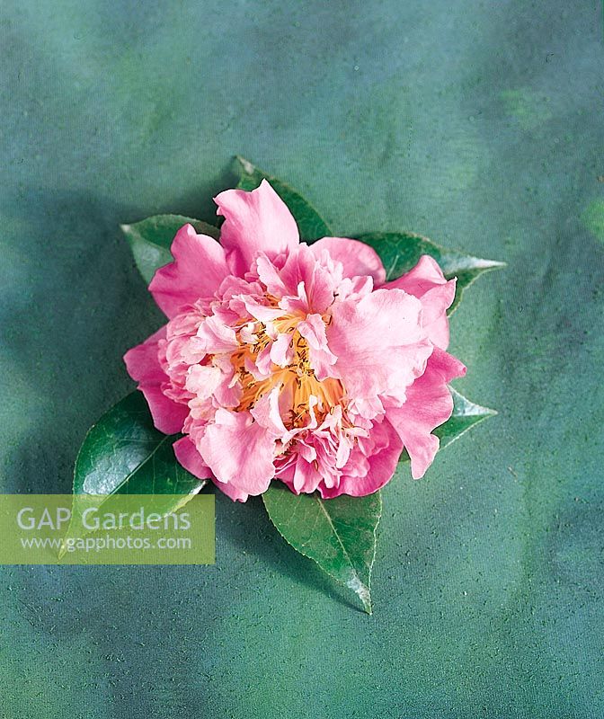 Gap Gardens Camellia Reticulata Massee Lane Image No 0931121