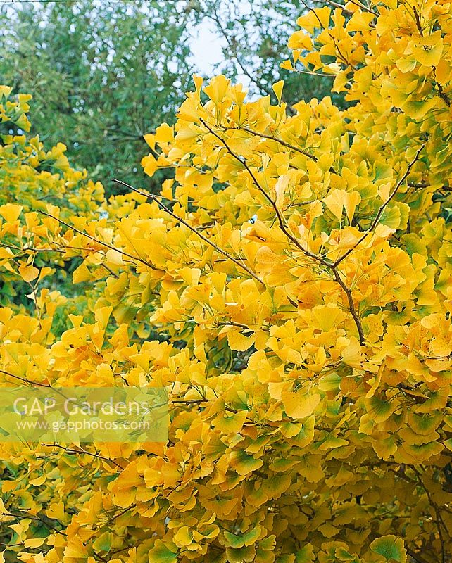 Ginkgo biloba Autumn Gold