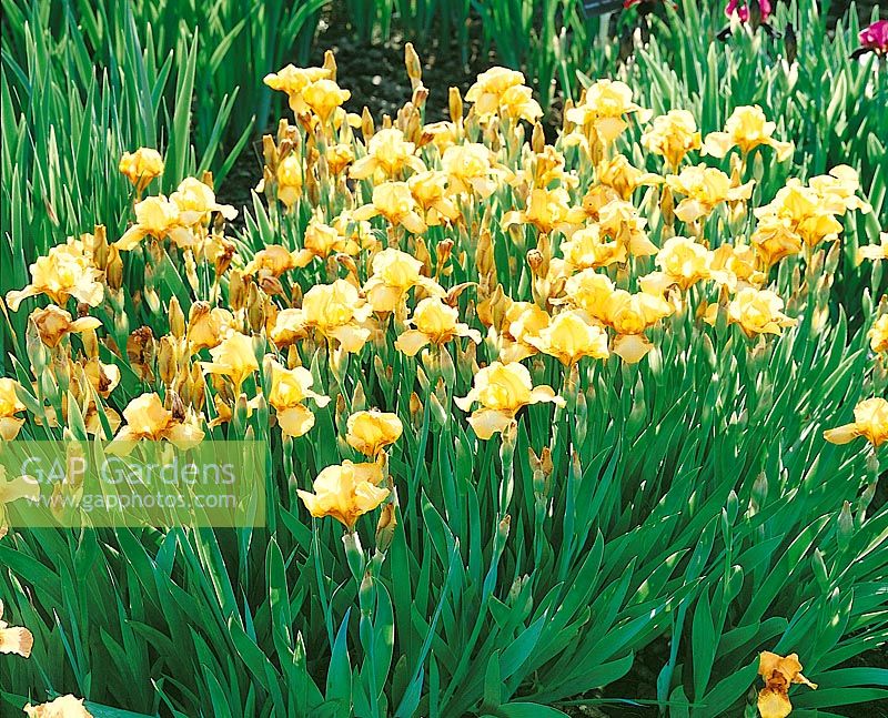 Iris germanica Swizzler