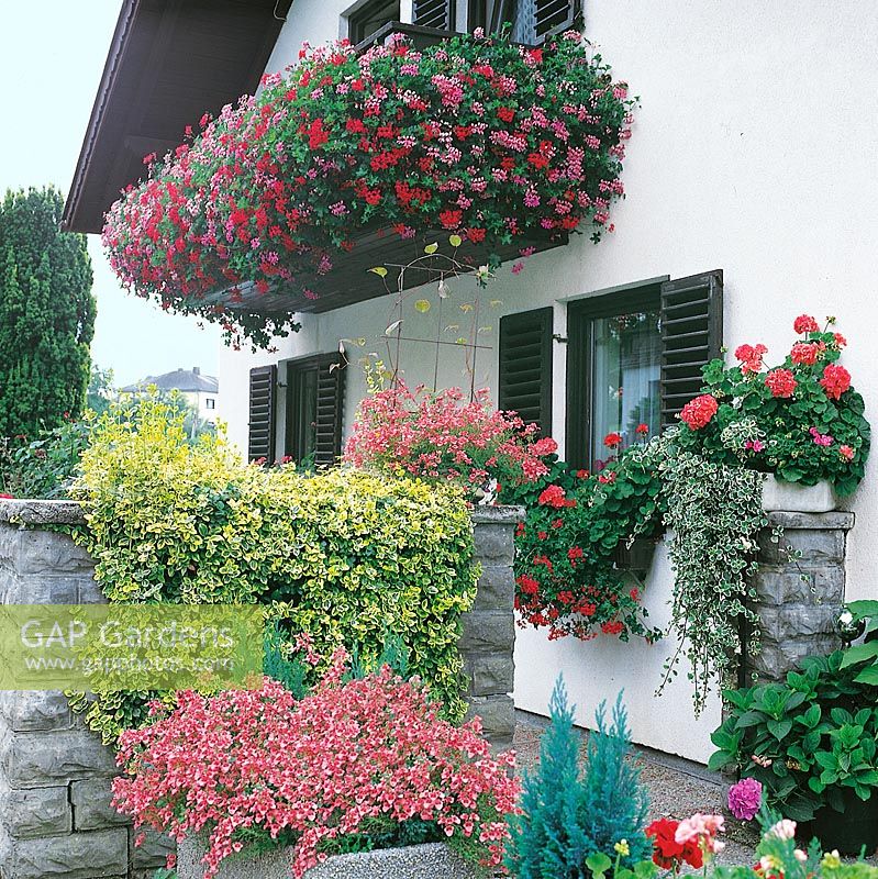 Balkon mit Pelargonium peltatum mixed und Blumenkisterl mit Pleargonium zonale