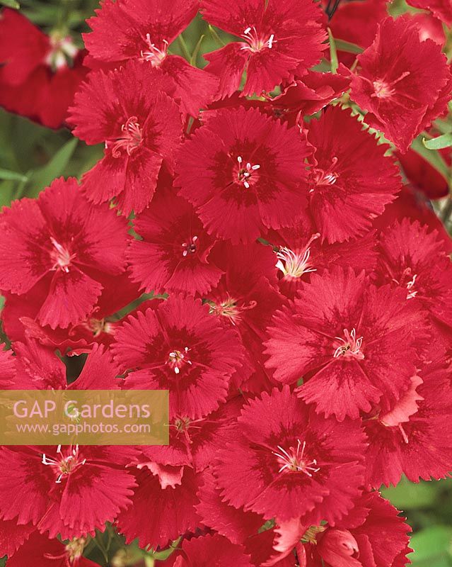 DIANTHUS IDEAL RED