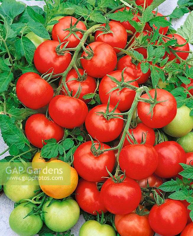 Tomate/Lycopersicon esculentum SAMARA