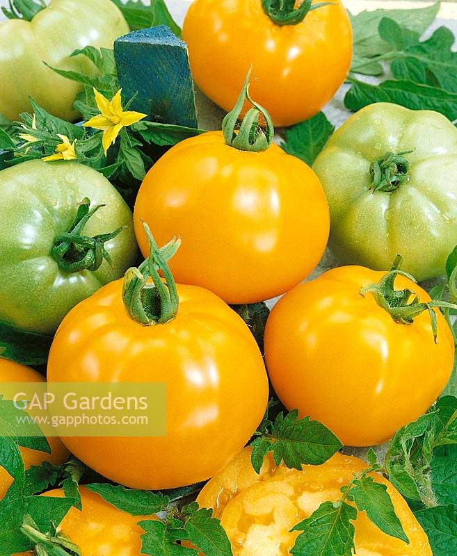 Tomate/Lycopersicon esculentum