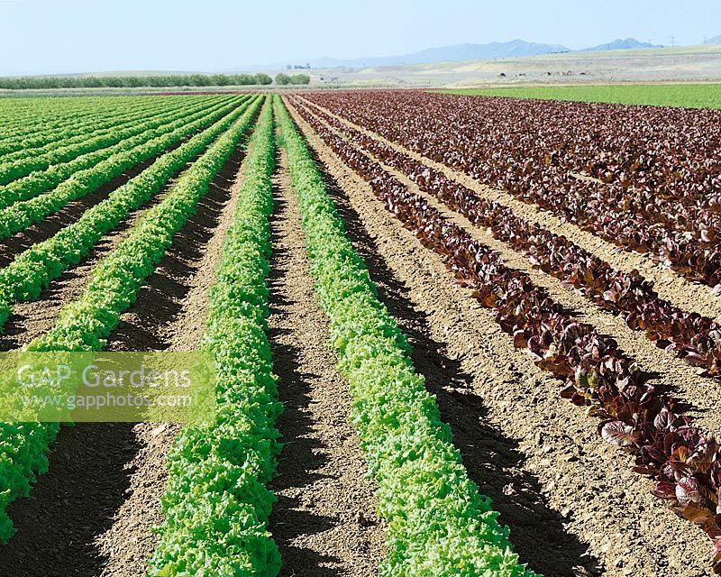 Salat - Feld / Lettuce-field Simpson & Rouge d'Hiver