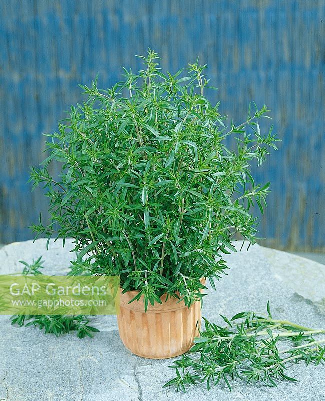 Satureja hortensis in pot