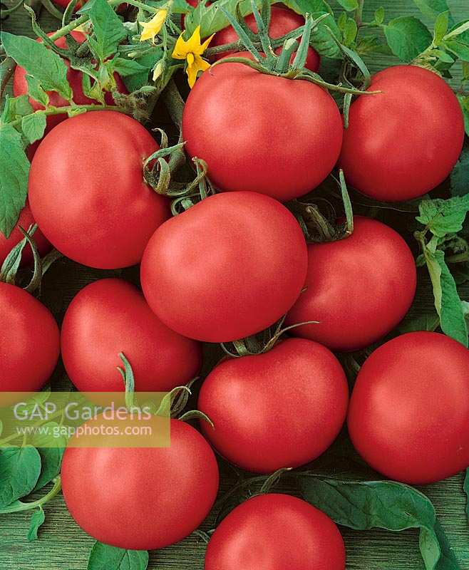 Tomate/Lycopersicon esculentum WYSOKI