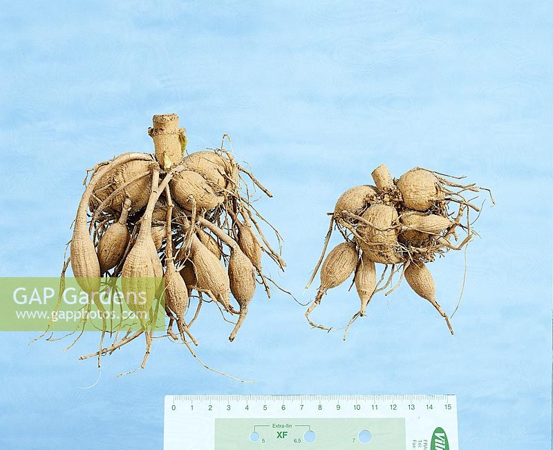 Knollen / dry tubers Dahlia in 2 sizes