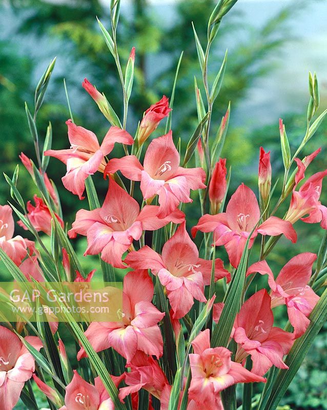 Gladiolus tubergenii Charming Beauty