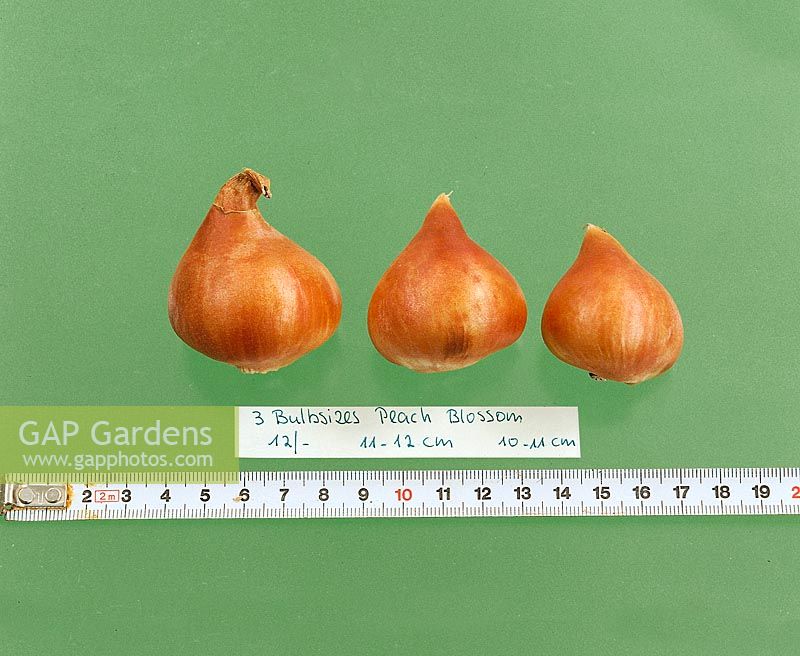 Dry bulbs  / Tulipa Double Early Peach Blossom 3 sizes