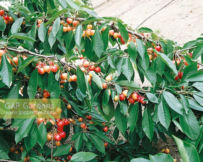 Kirsche / Prunus avium