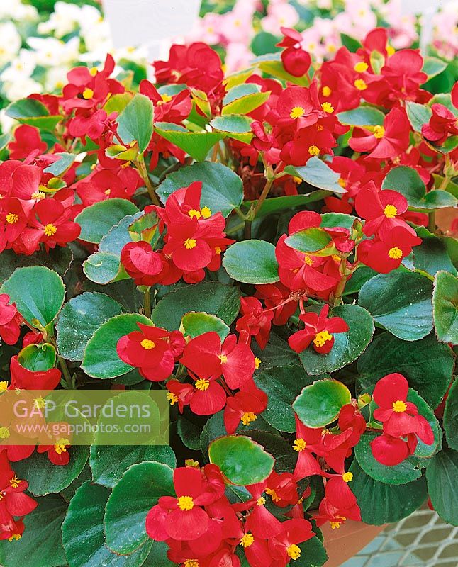 Begonia semperflorens Ambassador F1 Red