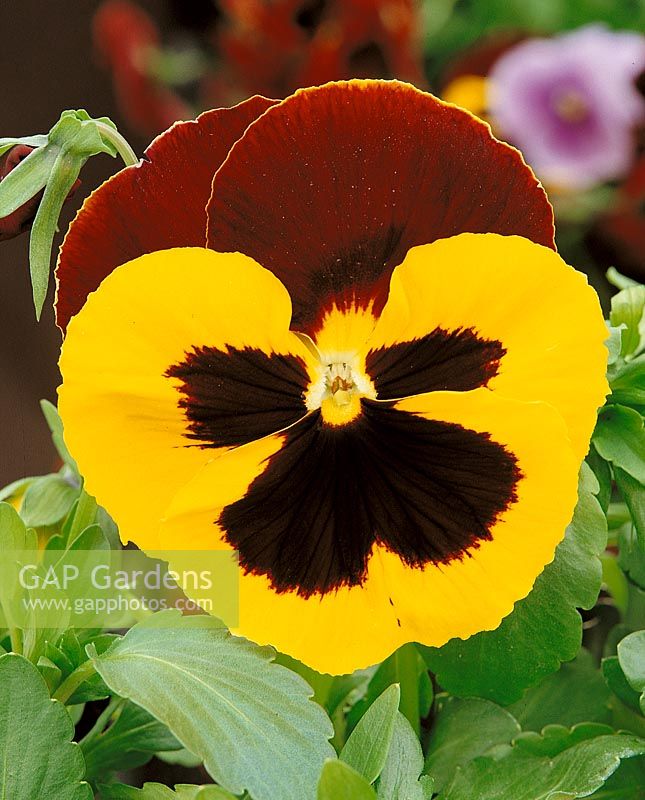 Viola-Wittrockiana-Hybriden Red & Yellow with eye
