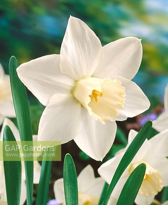 Narcissus Large Cupped White Plume