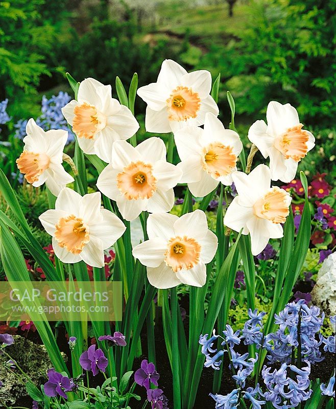 Narcissus Large Cupped Coquille