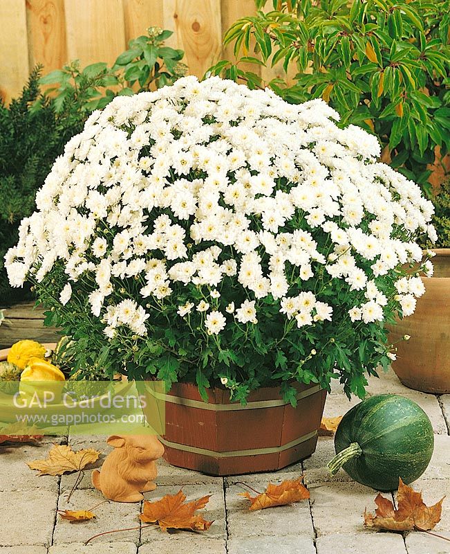 Chrysanthemum Casablanca White im Topf