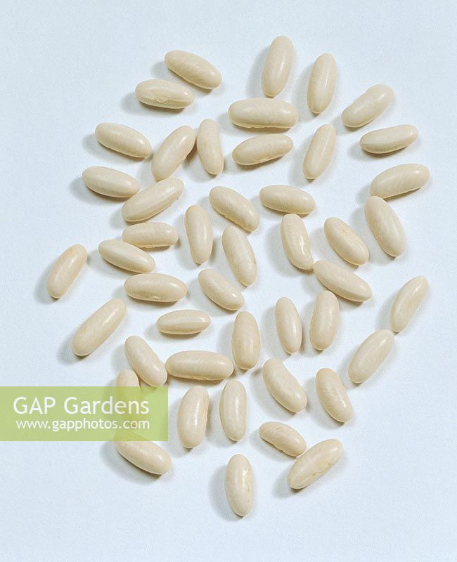 Bohnen-Samen / Phaseolus vulgaris Cabri