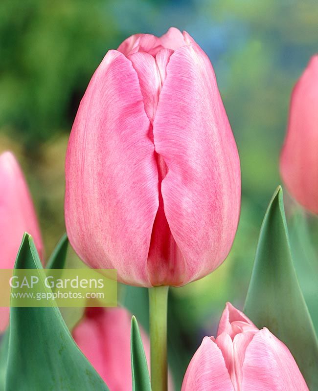 Tulipa Single Late Pink Supreme