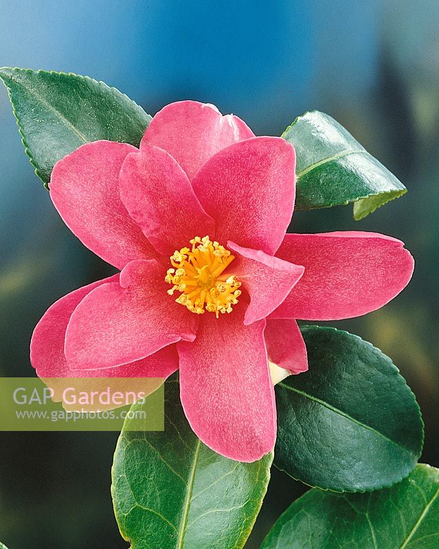 Camellia sasanqua Hiryu 