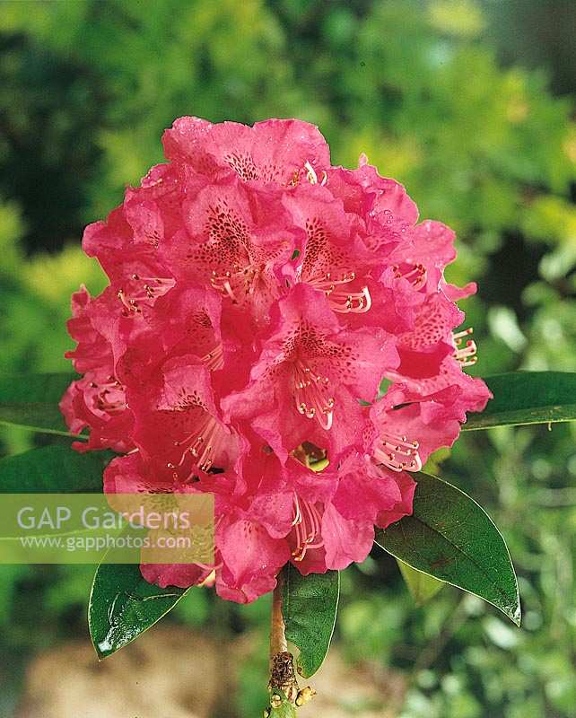 RHODODENDRON BROUGHTONII / RED