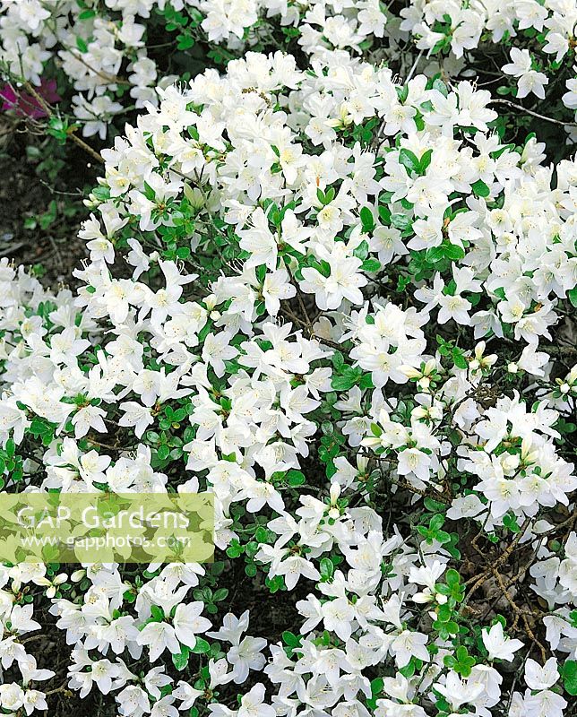 Rhododendron Kermesina Alba