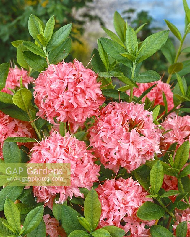 Rhododendron Homebush