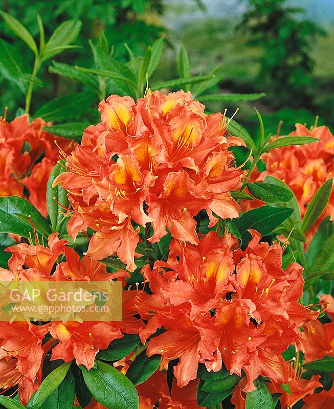 Rhododendron Marlies