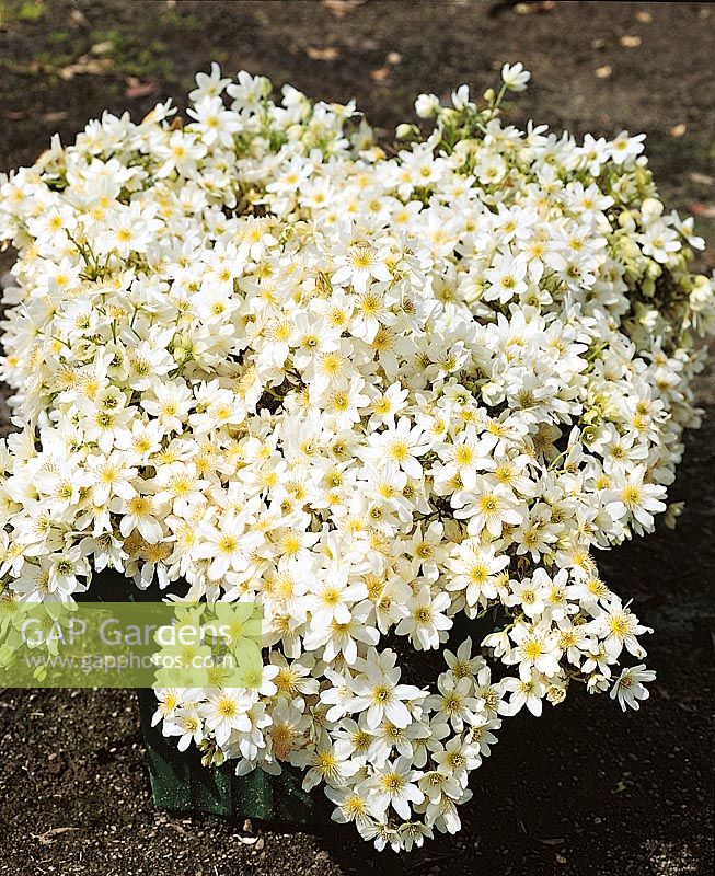 Clematis × cartmanii White Carpet