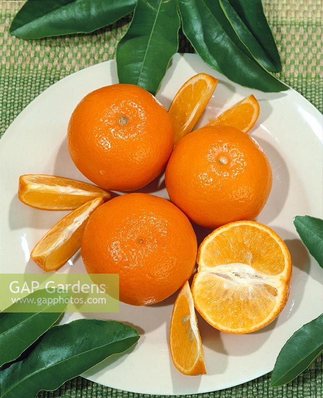 Tangerine / Citrus tangerina type Fairchild