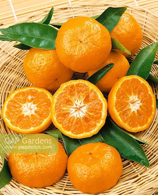 Santaro Orange / Citrus reticulata Emperor