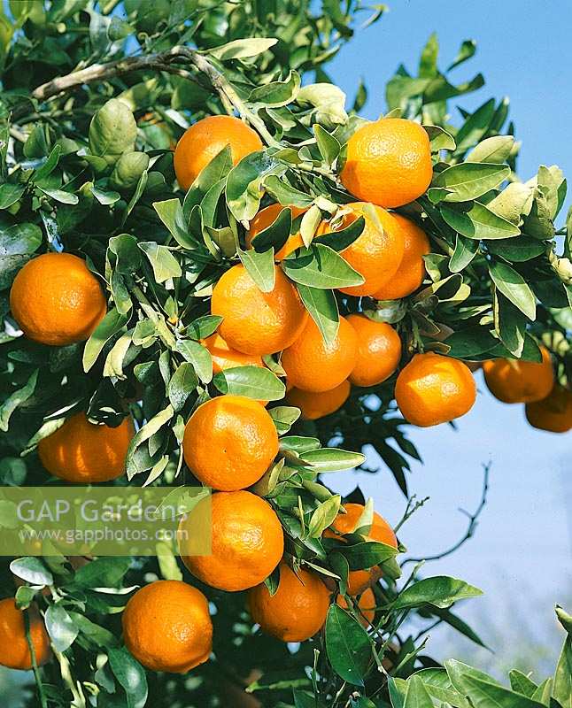 Santaro Orange / Citrus reticulata
