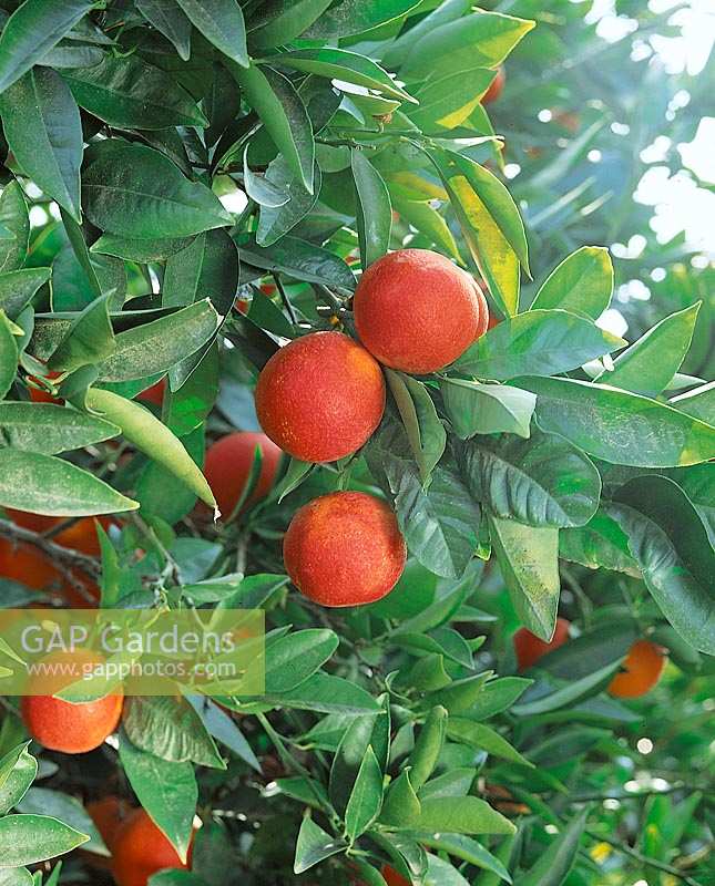 Orange / Citrus sinensis Moro (Blutorange)