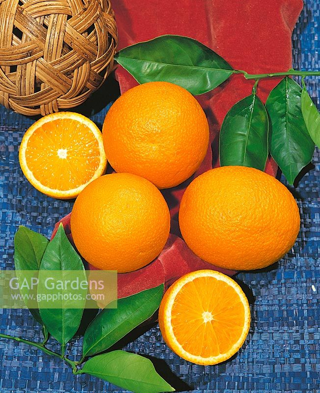 Orange / Citrus sinensis Seedless Valencia