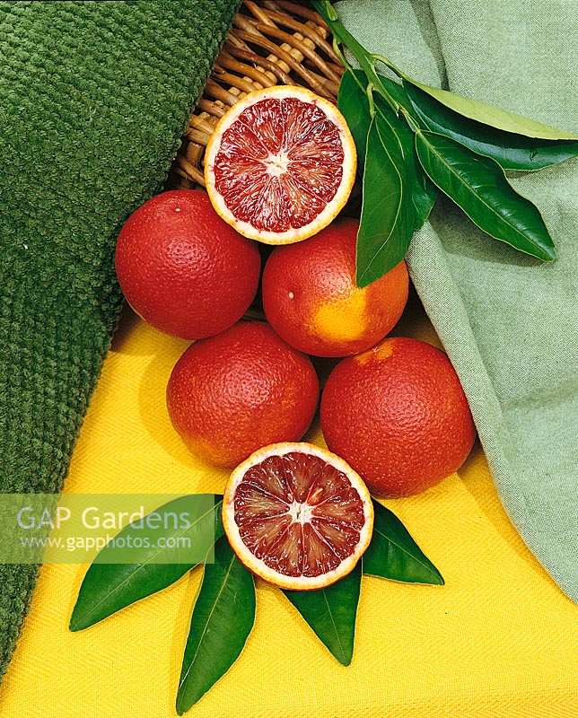 Orange / Citrus sinensis Moro (Blutorange)