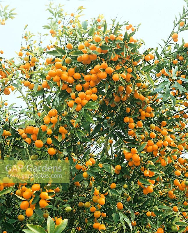 Kumquat Nagami / Fortunella margarita