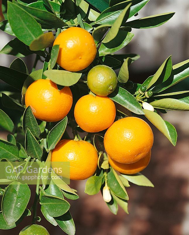 Kumquat Nagami/ Fortunella margarita