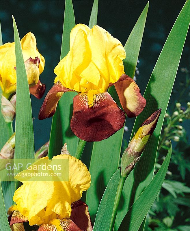 Iris x germanica Accent
