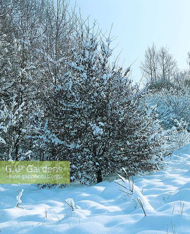 Winterlandschaft mit Bäumen im Schnee