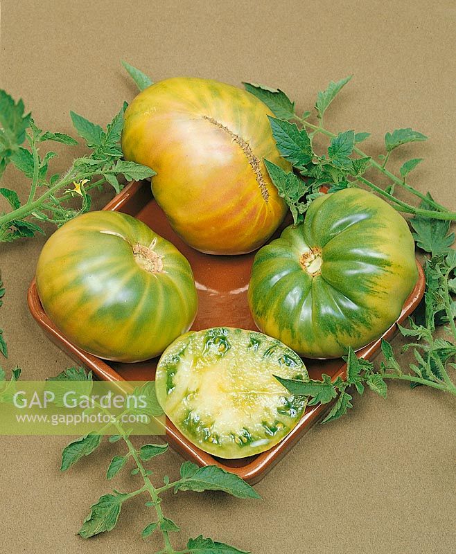 Tomate/Lycopersicon esculentum AUNT RUBY«S