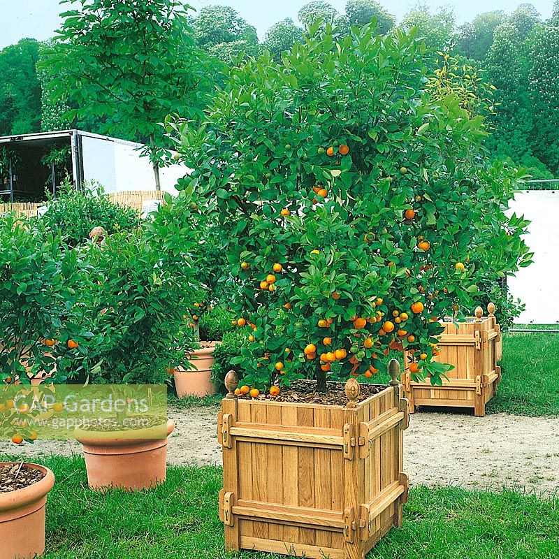 Mandarinenbaum im Topf / Citrus deliciosa tree in pot