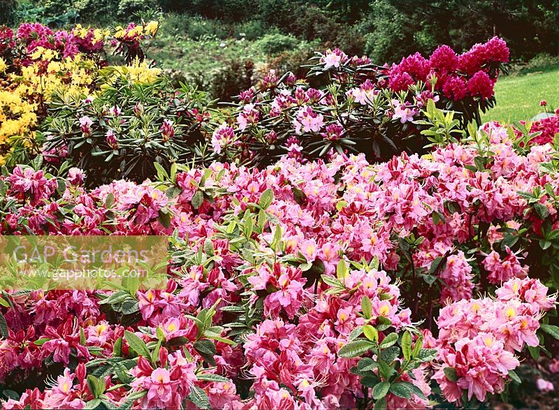 Rhododendron Berryrose