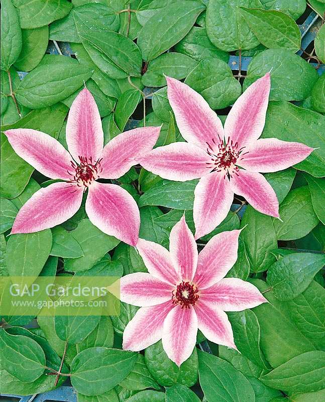 Clematis Lincoln Star