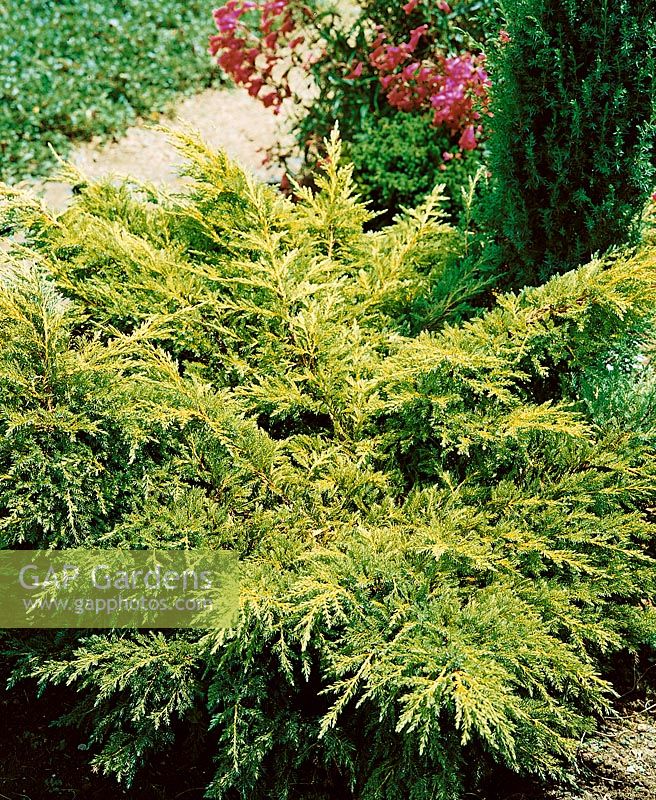 Juniperus x pfitzeriana Pfitzeriana Reid's Goldrift
