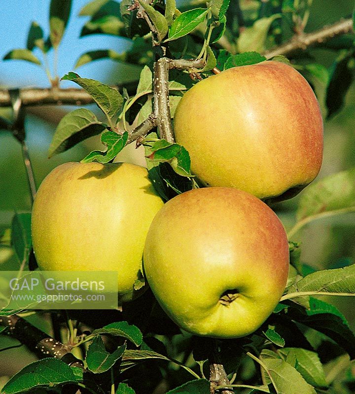 Apfel / Malus domestica Golden