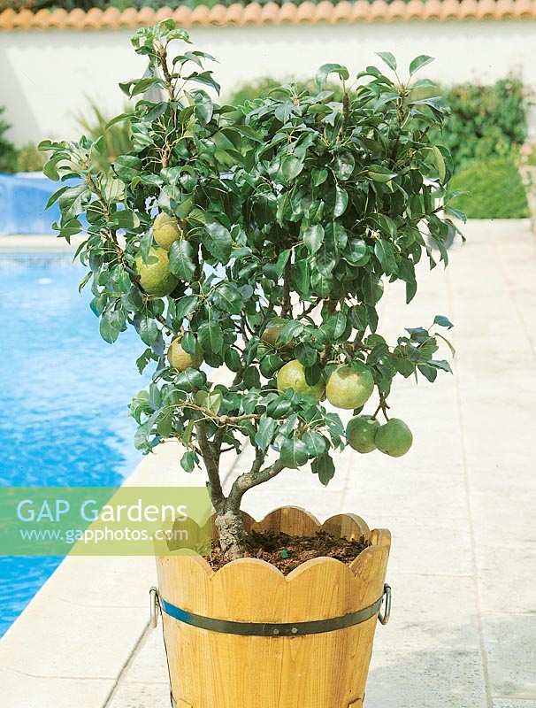 Pyrus communis / pear tree with fruits in pot