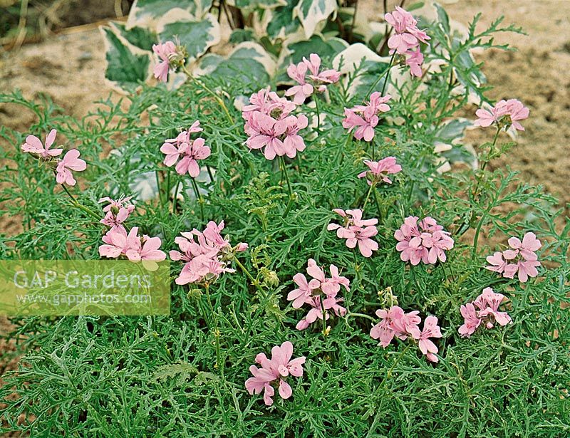 Pelargonium odoratissimum Radula