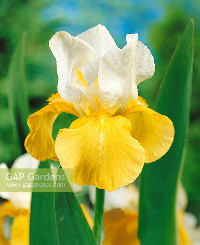 Iris x germanica Glacier Gold